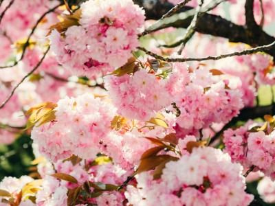 fleurs saison