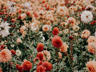 fleurs pour funérarium