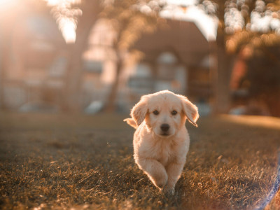 chien dans un jardin