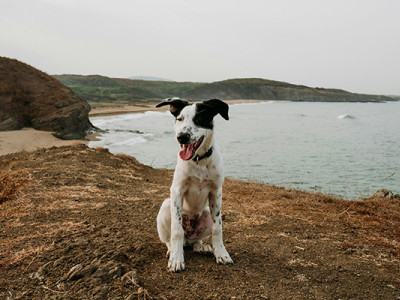 Chien assis seul sur un terrain naturel, évoquant l’inhumation d’un animal dans un espace privé