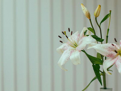 Lys blancs dans un vase, symbole de deuil et de respect à offrir lors d’un décès