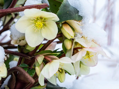 Fleurs de cimetière résistantes au gel en hiver : hellébores recouvertes de neig