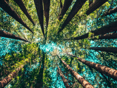 Forêt propice à la dispersion des cendres après crémation, lieu naturel autorisé en France