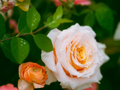 Rose saumon et boutons orangés dans un jardin fleuri, symbolisant l’affection et la douceur pour un enterrement