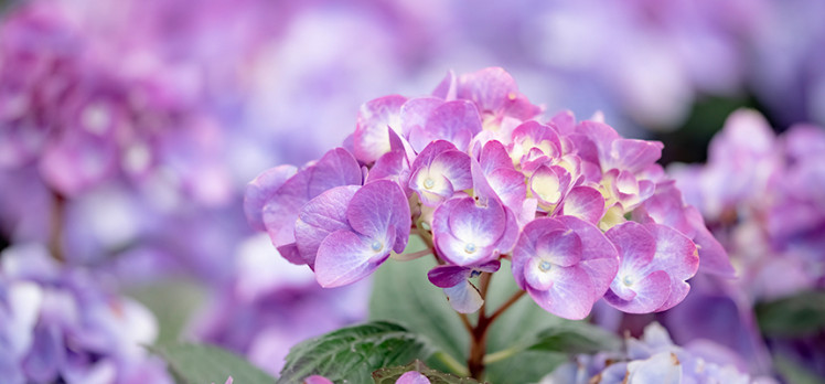 Quelles sont les fleurs qui tiennent bien dans les cimetières