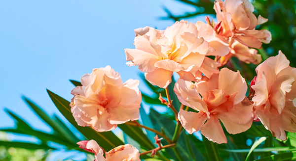 Pompes Funèbres Bodart