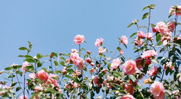 Muslim Assistance Groupe