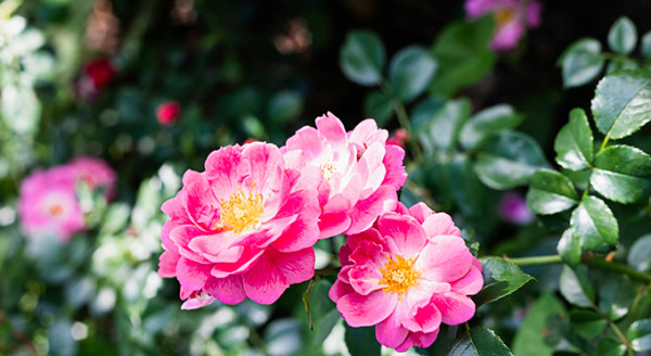 Pompes Funèbres Et Marbrerie Des Ardennes