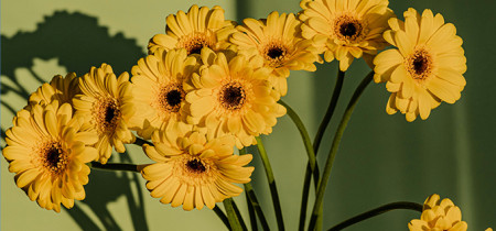 Pompes Funebres Muraire